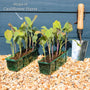 'White Excel F1' Cauliflower Plants Vegetables