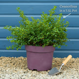 Ceanothus thyrsiflorus 'Repens' Shrubs