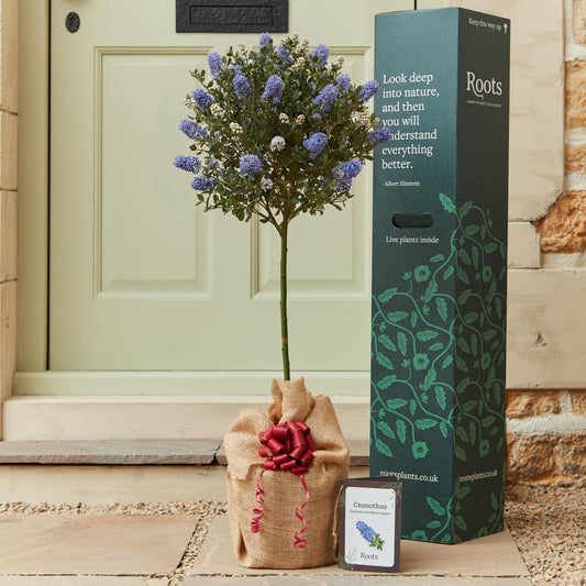 The Patio Ceanothus Tree Gift Gift Option