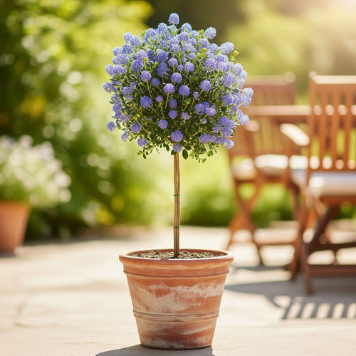 Patio Californian Lilac Tree | Ceanothus 'Victoria' Shrubs