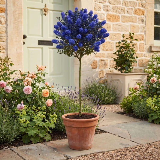 Patio Californian Lilac Tree | Ceanothus 'Victoria' Shrubs