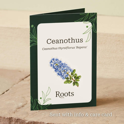 The Patio Ceanothus Tree Gift Gift Option