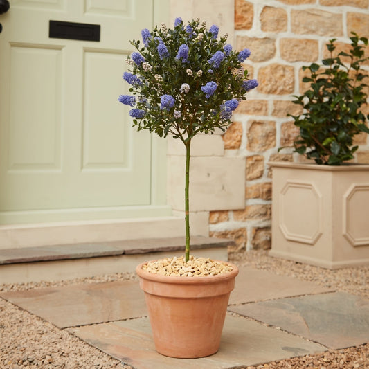 Patio Ceanothus Tree | Ceanothus thyrsiflorus 'Repens' Shrubs
