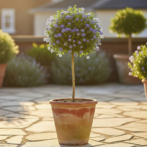 Patio Ceanothus Tree | Ceanothus thrysiflorus 'Repens' Shrubs