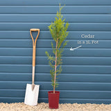 Western Red Cedar | Thuja plicata 'Atrovirens' Shrubs