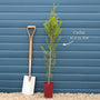 Western Red Cedar | Thuja plicata 'Atrovirens' Shrubs