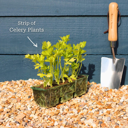 'Victoria F1' Celery Plants Vegetables