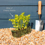 'Victoria F1' Celery Plants Vegetables