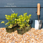 'Victoria F1' Celery Plants Vegetables