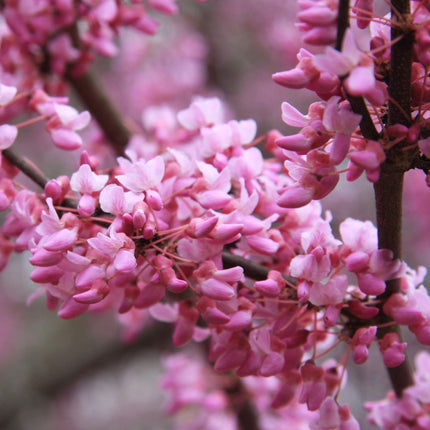 Eastern Redbud Tree | Cercis canadensis Ornamental Trees