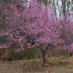 Eastern Redbud Tree | Cercis canadensis Ornamental Trees