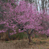 Eastern Redbud Tree | Cercis canadensis Ornamental Trees