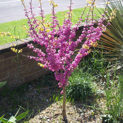 Patio Redbud Tree | Cercis Chinensis 'Avondale' Ornamental Trees