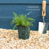 'Treneague' Lawn Chamomile Plant Vegetables