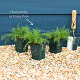 'Treneague' Lawn Chamomile Plant Vegetables