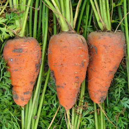 'Chantenay' Carrot Plants Vegetables