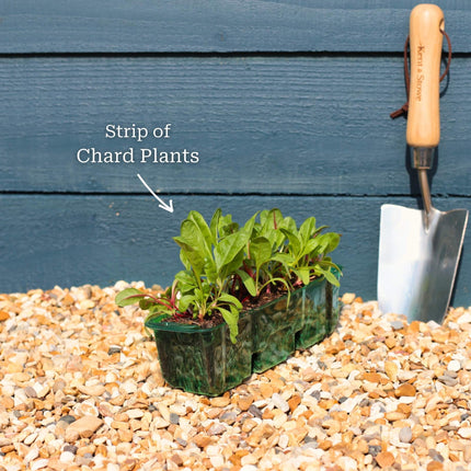 'Bright Lights' Swiss Chard Plants Vegetables