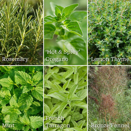 Chef's Best Herb Collection Vegetables