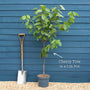 'Stella' Cherry Tree Fruit Trees