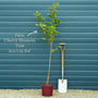 Patio Cherry Blossom Tree | Prunus 'Kiku-shidare-zakura' Ornamental Trees