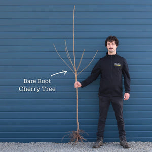 'Morello' Cherry Tree Fruit Trees