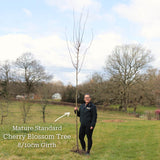 Pink Winter Flowering Cherry Tree | Prunus x subhirtella 'Autumnalis Rosea' Ornamental Trees