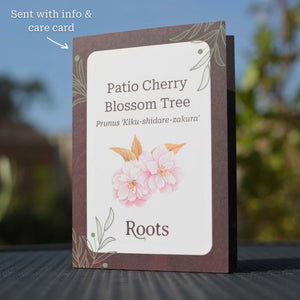 Patio Cherry Blossom Tree Gift Gift Option