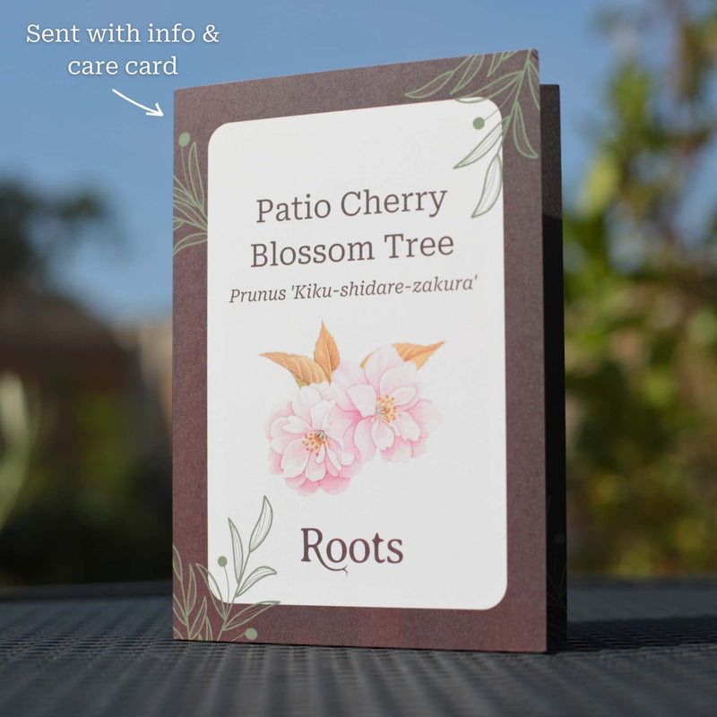 Patio Cherry Blossom Tree Gift Gift Option