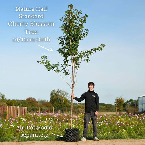 Japanese Cherry Blossom Tree | Prunus serrulata 'Kanzan' Ornamental Trees