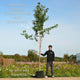 Japanese Cherry Blossom Tree | Prunus serrulata 'Kanzan' Ornamental Trees