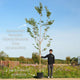 Japanese Cherry Blossom Tree | Prunus serrulata 'Kanzan' Ornamental Trees
