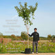 Japanese Cherry Blossom Tree | Prunus serrulata 'Kanzan' Ornamental Trees