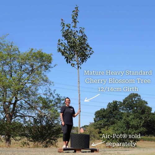 Japanese Cherry Blossom Tree | Prunus serrulata 'Kanzan' Ornamental Trees