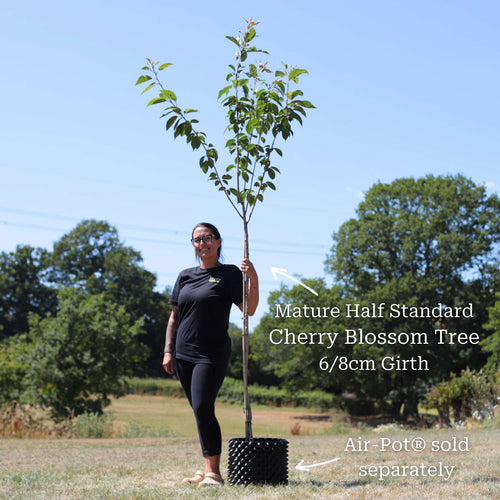 'Pink Perfection' Cherry Blossom Tree Ornamental Trees