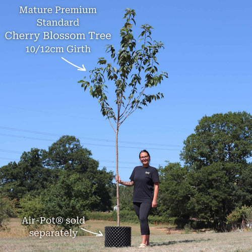 Japanese Cherry Blossom Tree | Prunus serrulata 'Kanzan' Ornamental Trees