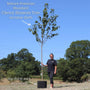Japanese Cherry Blossom Tree | Prunus serrulata 'Kanzan' Ornamental Trees
