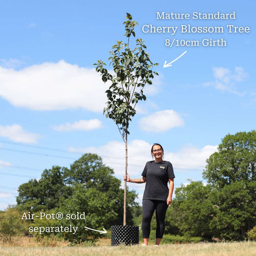 'Pink Perfection' Cherry Blossom Tree Ornamental Trees