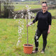 Dwarf White Weeping Cherry Blossom Tree | Prunus 'Snow Showers' Ornamental Trees