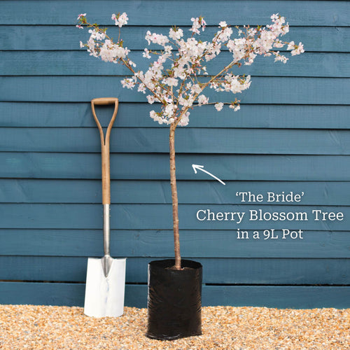 'The Bride' Cherry Blossom Tree | Prunus incisa Ornamental Trees