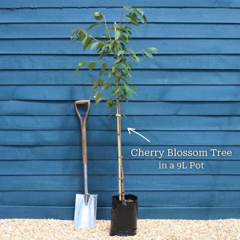 Column Cherry Tree White Columnar Cherry Blossom Tree | Prunus 'Spire' – Roots Plants
