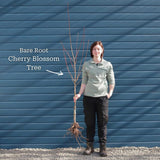 'Pink Perfection' Cherry Blossom Tree Ornamental Trees