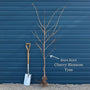 'Pink Perfection' Cherry Blossom Tree Ornamental Trees