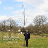Japanese Cherry Blossom Tree | Prunus serrulata 'Kanzan' Ornamental Trees