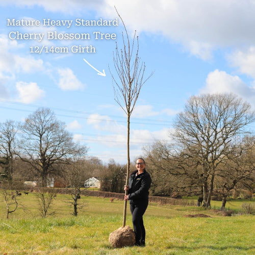 Japanese Cherry Blossom Tree | Prunus serrulata 'Kanzan' Ornamental Trees