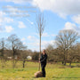 Japanese Cherry Blossom Tree | Prunus serrulata 'Kanzan' Ornamental Trees