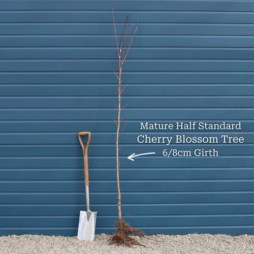 'Pink Perfection' Cherry Blossom Tree Ornamental Trees