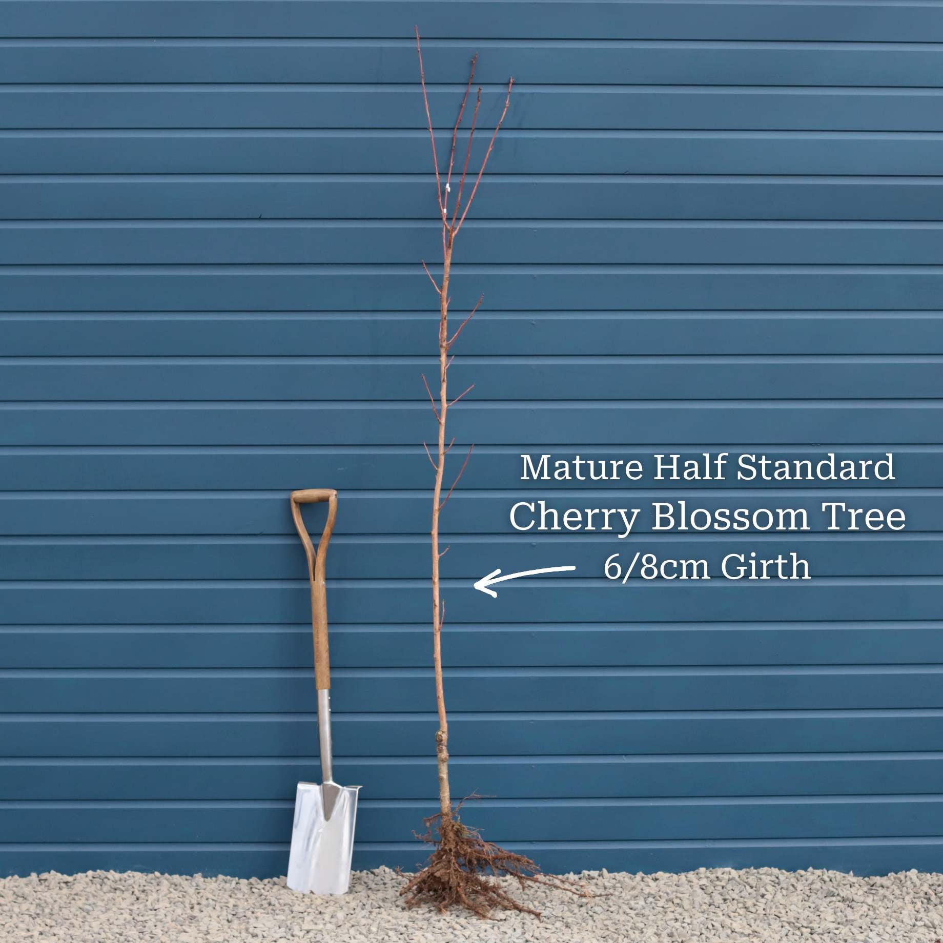 Cherry Tree With Roots 'Chocolate Ice' Cherry Blossom Tree | Prunus 'Matsumae-fuki' – Roots Plants