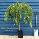 Cheal's Weeping Cherry Blossom Tree | Prunus 'Kiku-shidare-zakura' Ornamental Trees