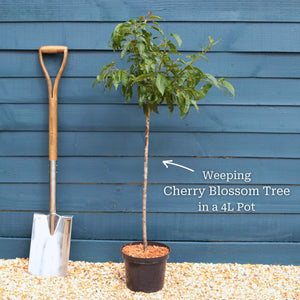 Patio Cherry Blossom Tree | Prunus 'Kiku-shidare-zakura' Ornamental Trees