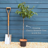 Patio Cherry Blossom Tree | Prunus 'Kiku-shidare-zakura' Ornamental Trees